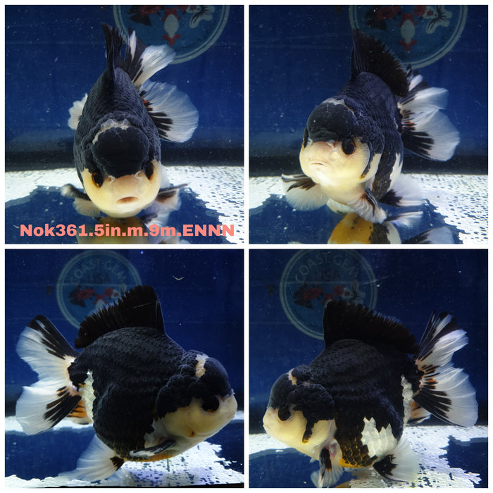 (NOK-361) Thai Jumbo Yuanbao Panda Oranda 5.00 inch Body Male 9 Months Age