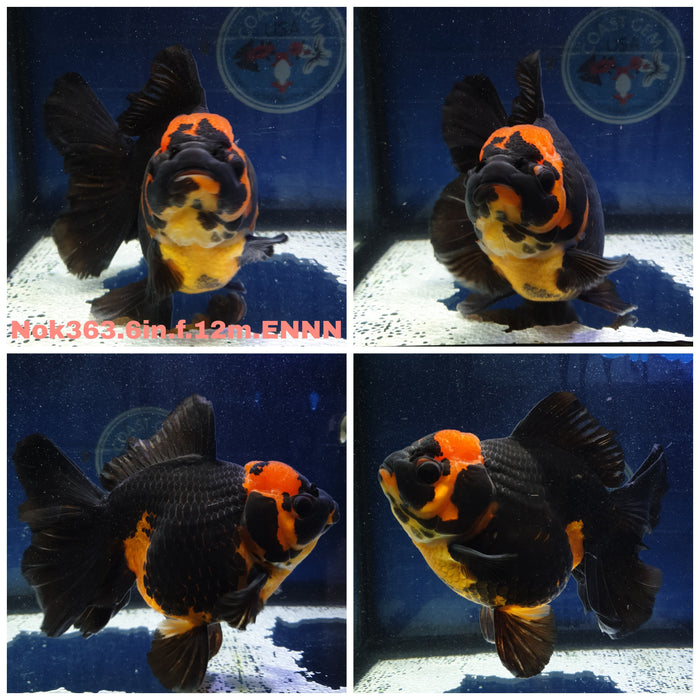 (NOK-363) Thai Jumbo Yuanbao Apache Oranda 6.00 inch Body Female 12 Months Age