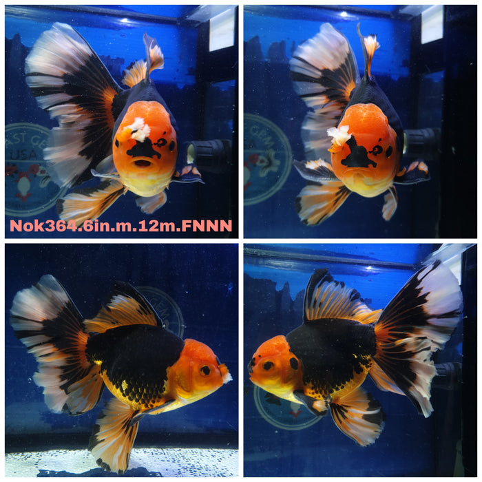 R1B11(NOK-364) Thai Jumbo Giant Breed Apache Oranda Orchid Tail 6.00 inch Body Male 12 Months Age