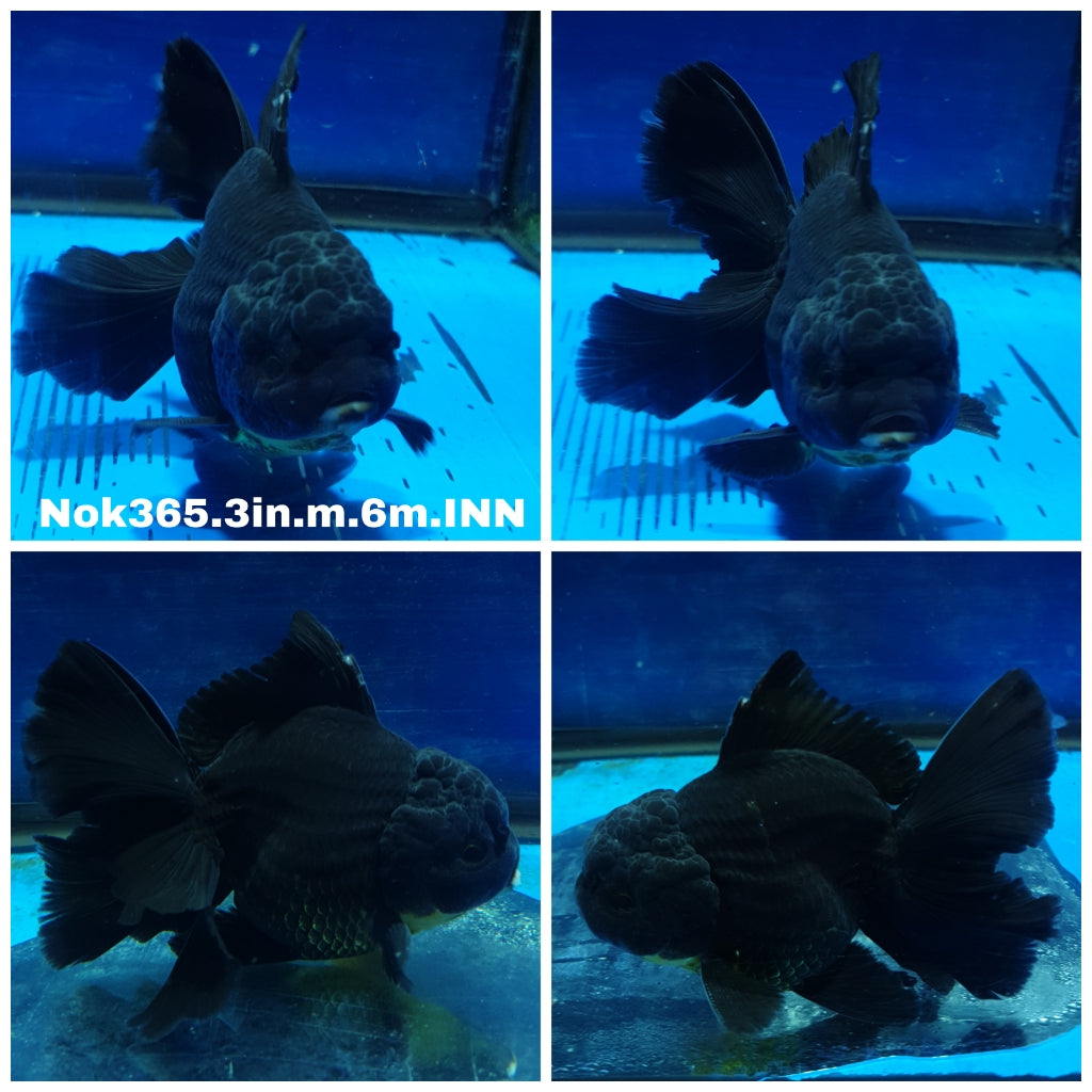 (NOK-365) Thai Black Oranda 3.00 inch Body Male 6 Months Age