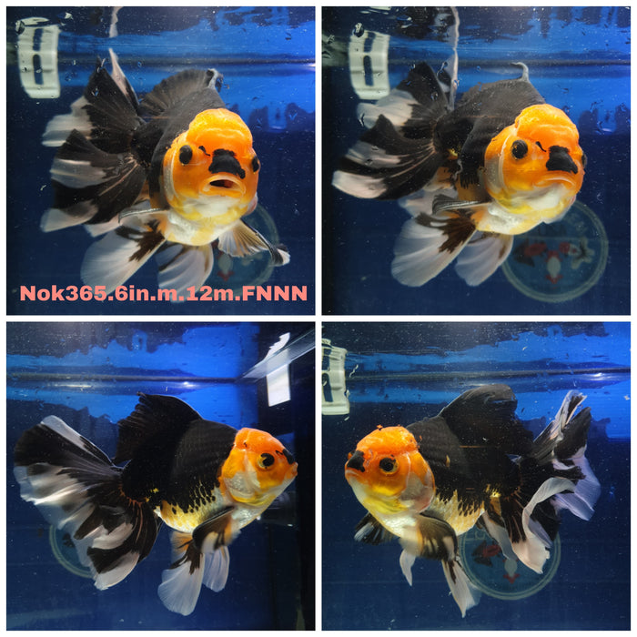 (NOK-365) Thai Jumbo Giant Breed Apache Oranda Orchid Tail 6.00 inch Body Male 12 Months Age