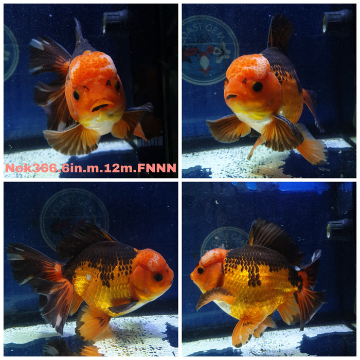 (NOK-366) Thai Jumbo Giant Breed Apache Oranda Orchid Tail 6.00 inch Body Male 12 Months Age