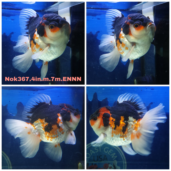 (NOK-367) Thai Yuanbao Tri Color Oranda 4.00 inch Body Male 9 Months Age