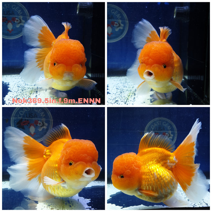 X(NOK-369) Thai Jumbo Red Oranda Orchid Tail 5.00 inch Body Female 9 Months Age