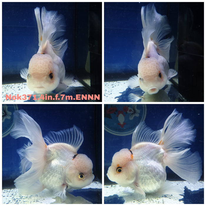 R1B11(NOK-371) Thai Tri Color Oranda Orchid Tail 4.00 inch Body Female 7 Months Age