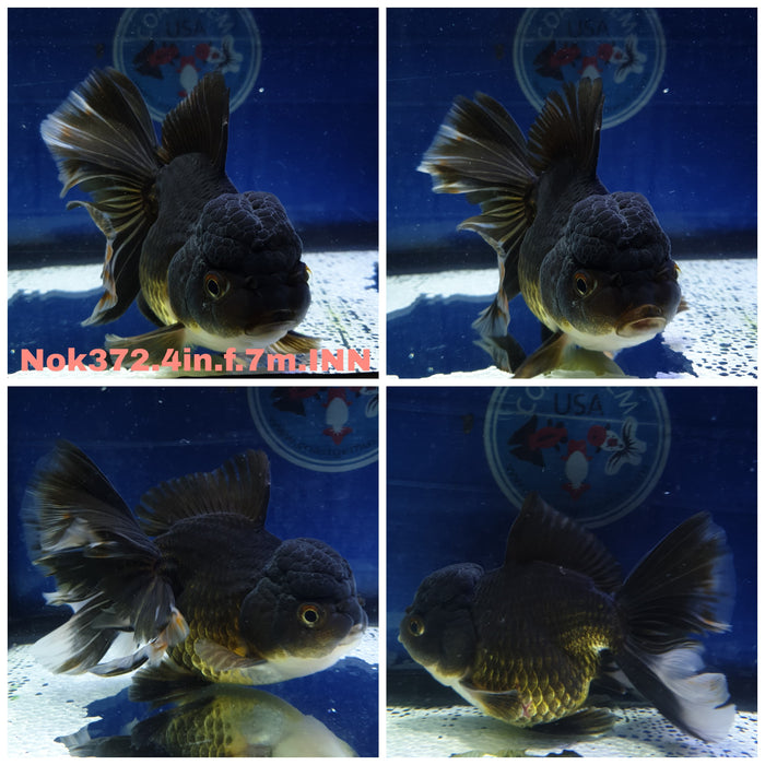 (NOK-372) Thai Black Oranda Orchid Tail 4.00 inch Body Female 7 Months Age