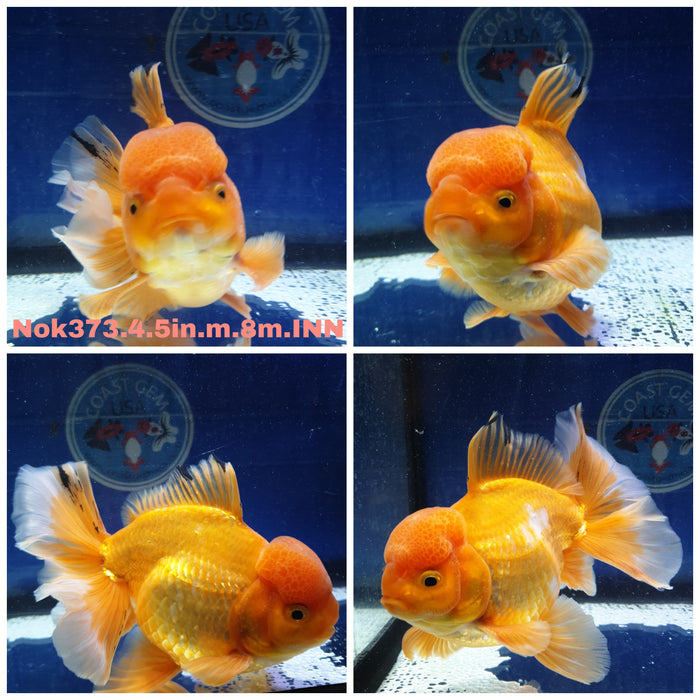 (NOK-373) Thai Jumbo Red Oranda Orchid Tail 4.50 inch Body Male 8 Months Age