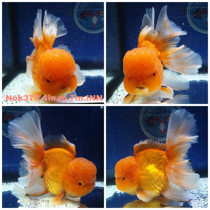 (NOK-377) Thai Red Oranda Orchid Tail 4.00 inch Body Male 7 Months Age R1A10