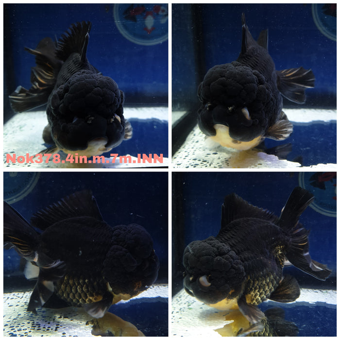 R1B11(NOK-378) Thai Yuanbao Apache Oranda 4.00 inch Body Male 7 Months Age