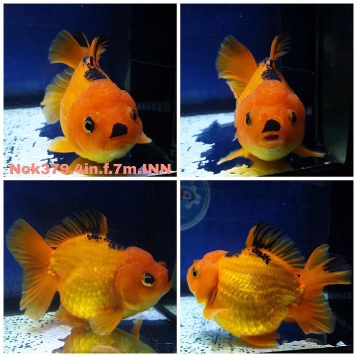 (NOK-379) Thai Yuanbao Apache Oranda 4.00 inch Body Female 7 Months Age