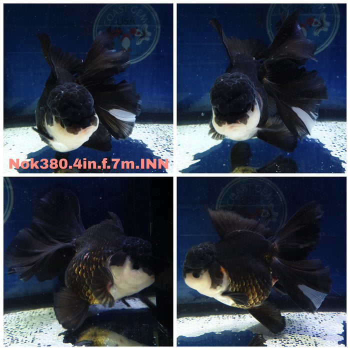 R1B10(NOK-380) Thai Panda Oranda Orchid Tail 4.00 inch Body Female 7 Months Age