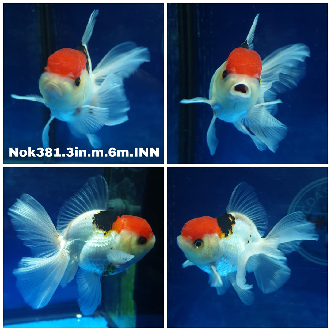(NOK-381) Thai Tri Color Oranda 3.00 inch Body Male 6 Months Age