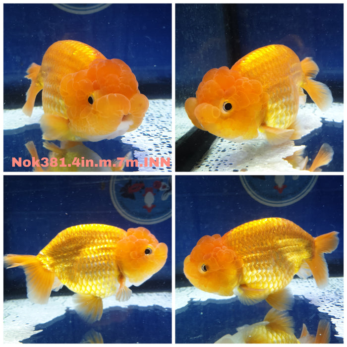 R1B03(NOK-381) Thai Red Ranchu 4.00 inch Body Male 7 Months Age