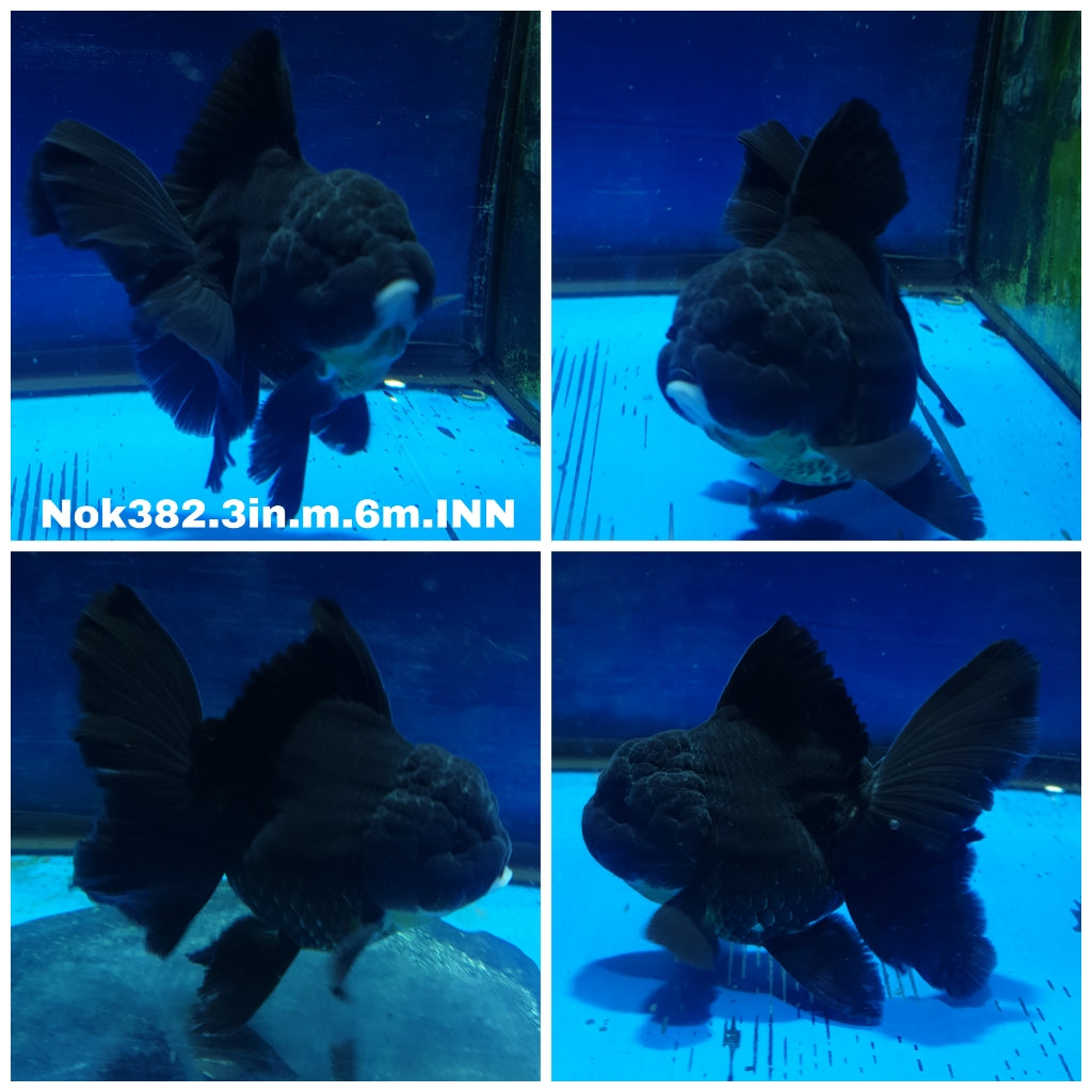(NOK-382) Thai Black Oranda 3.00 inch Body Male 6 Months Age