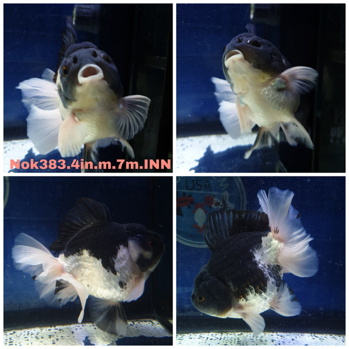 (NOK-383) Thai Yuanbao Panda Oranda 4.00 inch Body Male 7 Months Age