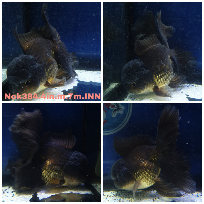 (NOK-384) Thai Black Oranda Orchid Tail 4.00 inch Body Male 7 Months Age