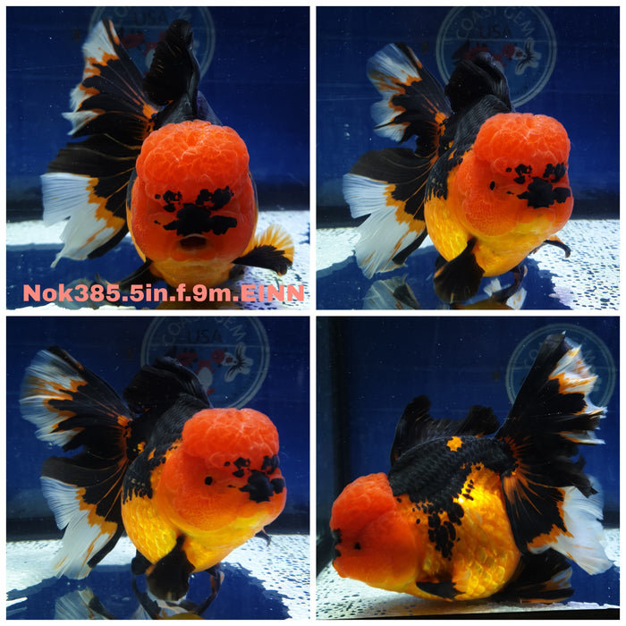 R1B03(NOK-385) Thai Jumbo Apache Oranda Orchid Tail 5.00 inch Body Female 9 Months Age