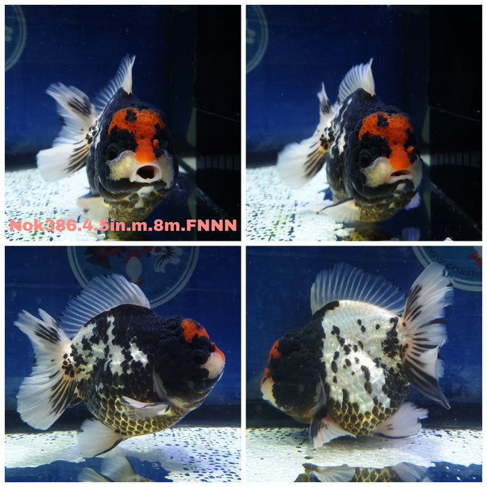 (NOK-386) Thai Jumbo Yuanbao Tri Color Oranda 4.50 inch Body Male 8 Months Age