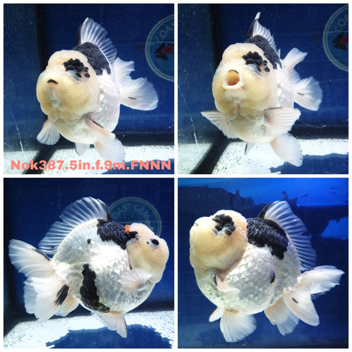 R1B03(NOK-387) Thai Jumbo Yuanbao Panda Oranda 5.00 inch Body Female 9 Months Age