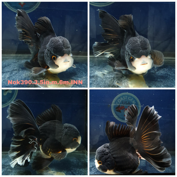 (NOK-390) Thai Panda Orchid Tail Oranda 3.50 inch Body Male 6 Months Age