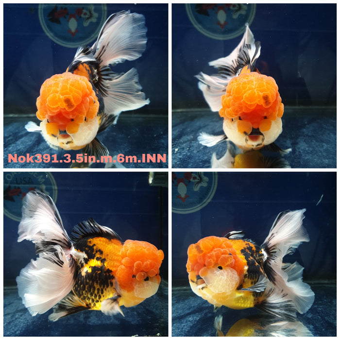 (NOK-391) Thai Apache Orchid Tail Oranda 3.50 inch Body Male 6 Months Age