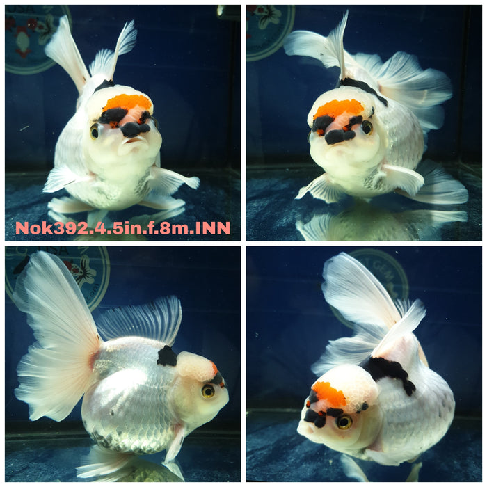 (NOK-392) Thai Jumbo Tri Color Orchid Tail Oranda 4.50 inch Body Female 8 Months Age