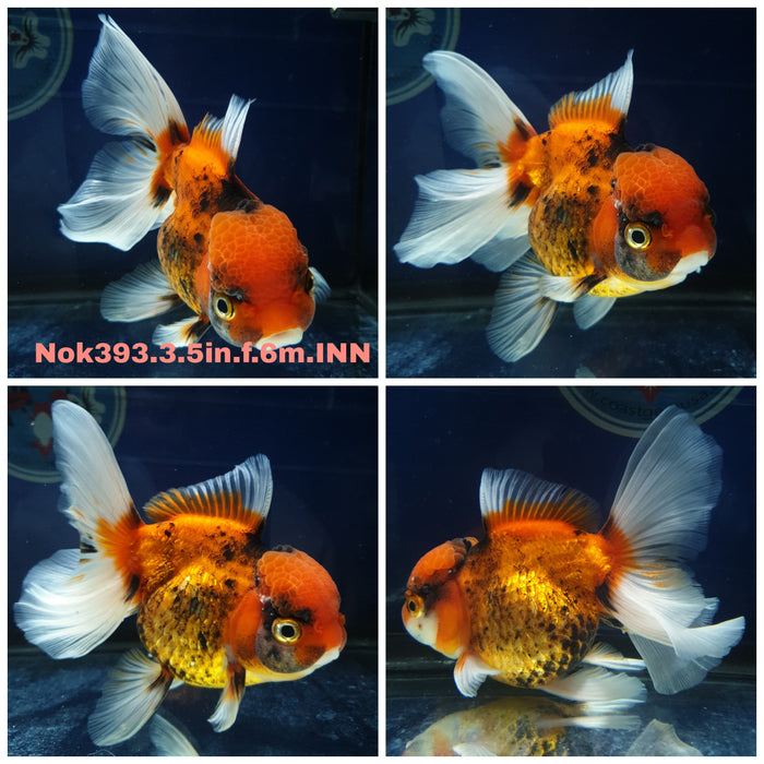 (NOK-393) Thai Apache Orchid Tail Oranda 3.50 inch Body Female 6 Months Age