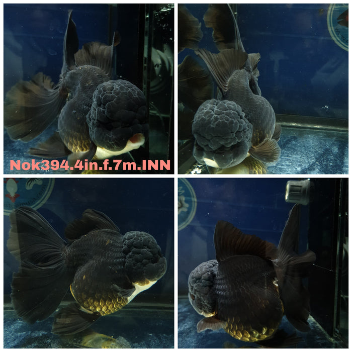 (NOK-394) Thai Black Orchid Tail Oranda 4.00 inch Body Female 7 Months Age