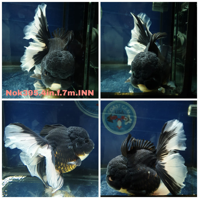 (NOK-395) Thai Panda Orchid Tail Oranda 4.00 inch Body Female 7 Months Age