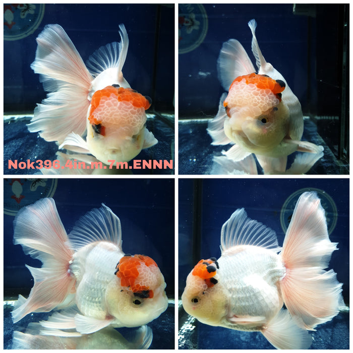 (NOK-396) Thai Tri Color Orchid Tail Oranda 4.00 inch Body Male 7 Months Age