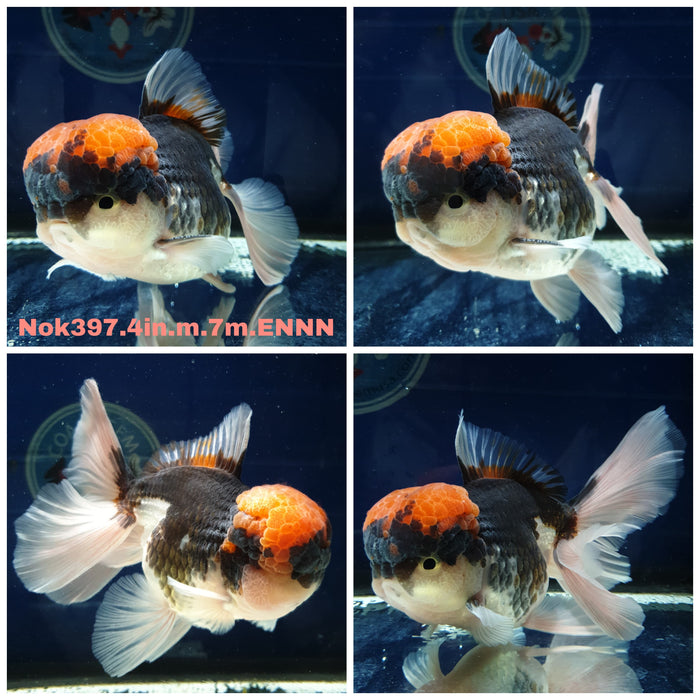 (NOK-397) Thai Tri Color Orchid Tail Oranda 4.00 inch Body Male 7 Months Age