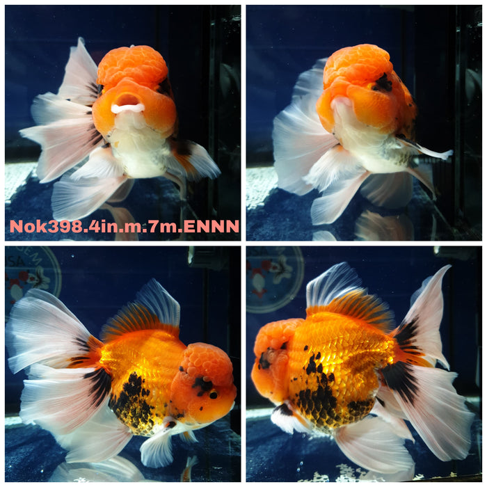 (NOK-398) Thai Apache Orchid Tail Oranda 4.00 inch Body Male 7 Months Age