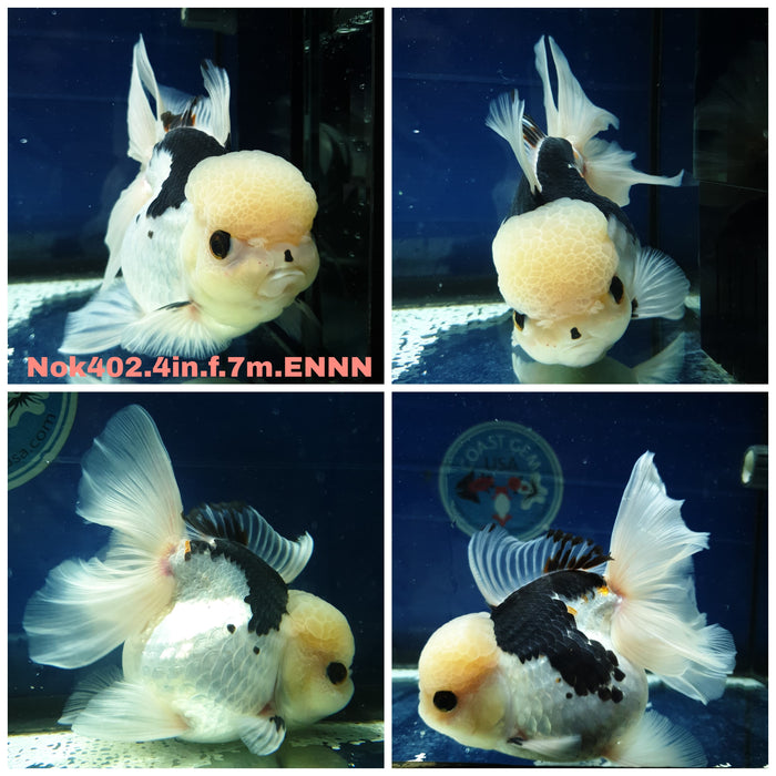 (NOK-402) Thai Panda Orchid Tail Oranda 4.00 inch Body Female 7 Months Age