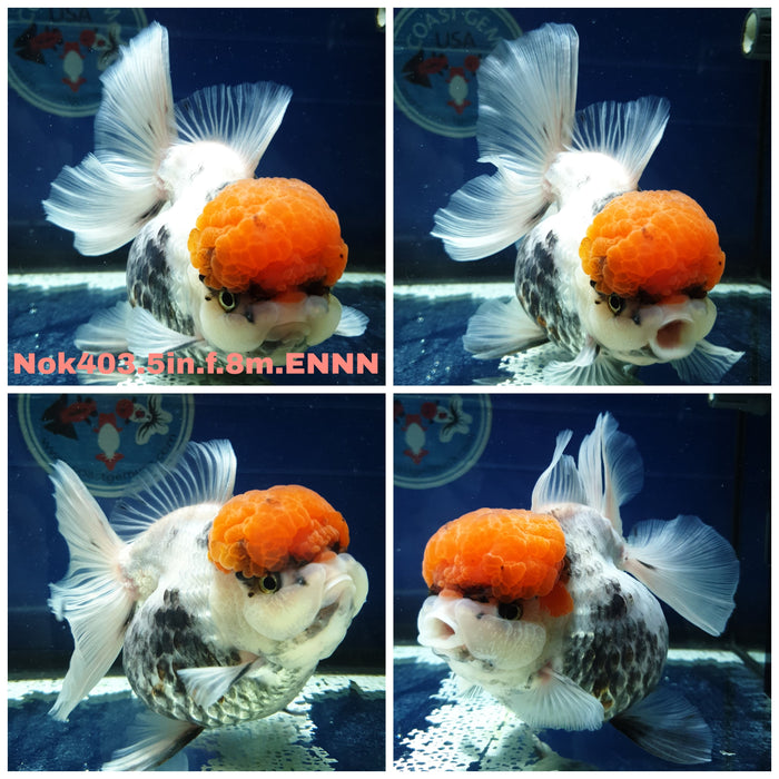 HERE(NOK-403) Thai Tri Color Orchid Tail Oranda 4.00 inch Body Female 8 Months Age