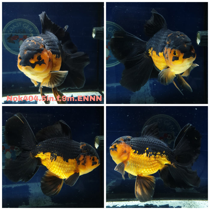 (NOK-404) Thai Jumbo Apache Orchid Tail Oranda 5.00 inch Body Female 9 Months Age