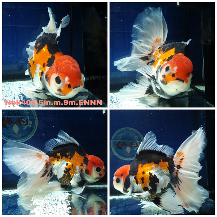 (NOK-406) Thai Jumbo Tri Color Orchid Tail Oranda 5.00 inch Body Male 9 Months Age