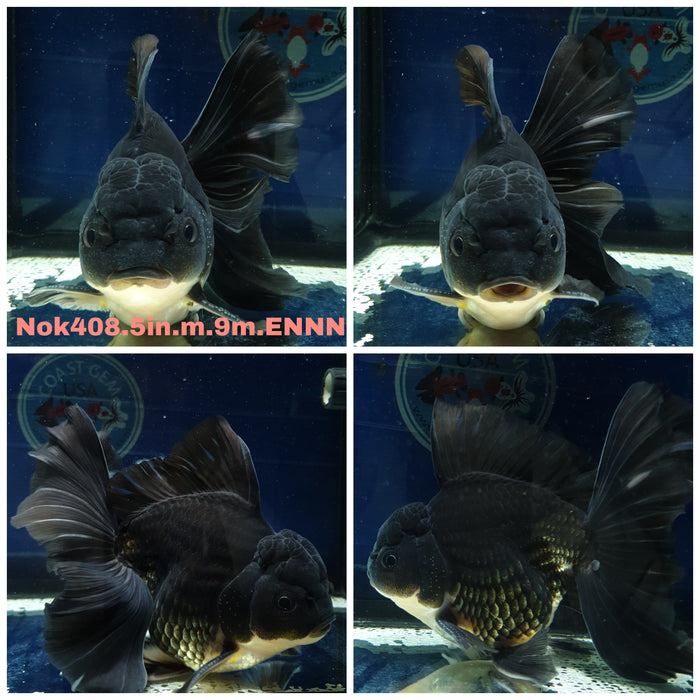 (NOK-408) Thai Jumbo Black Orchid Tail Oranda 5.00 inch Body Male 9 Months Age