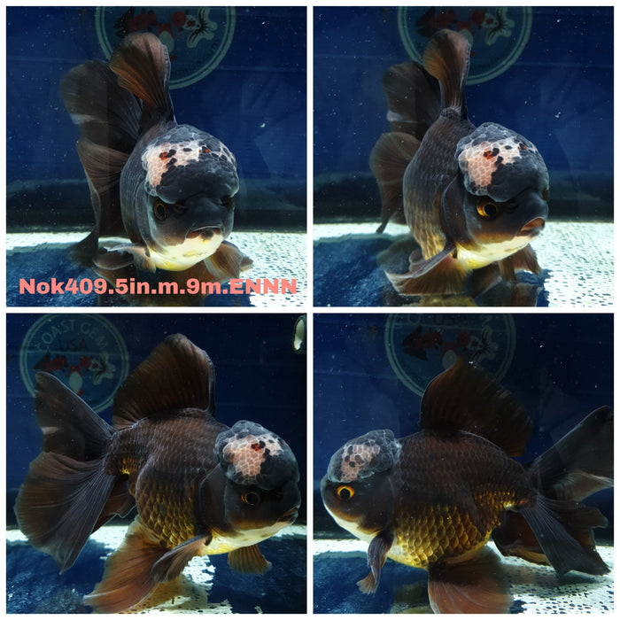 (NOK-409) Thai Jumbo Black Orchid Tail Oranda 5.00 inch Body Male 9 Months Age