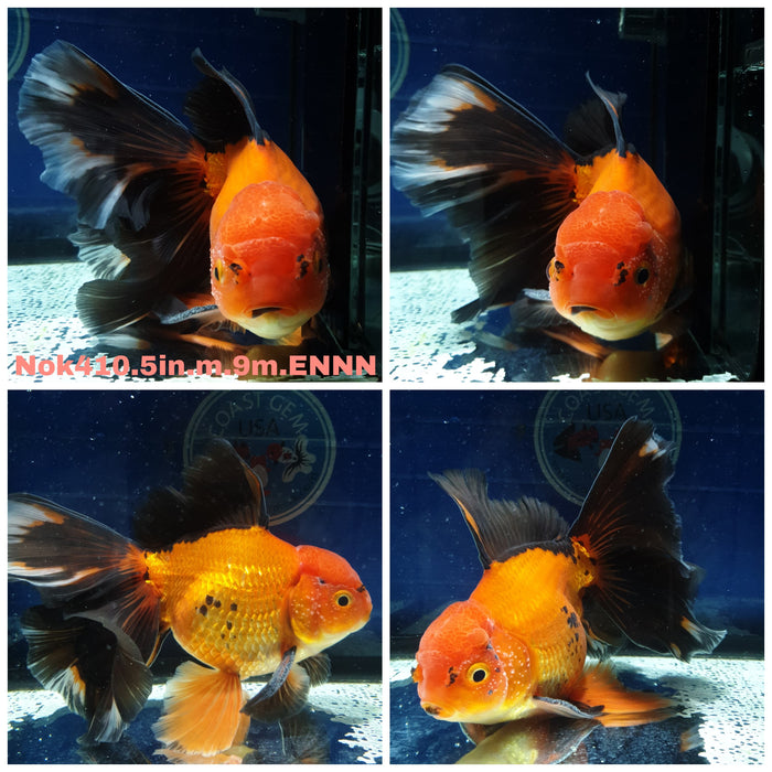 (NOK-410) Thai Jumbo Apache Orchid Tail Oranda 5.00 inch Body Male 9 Months Age