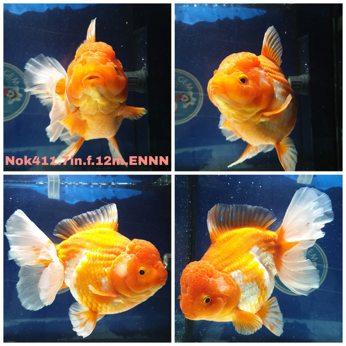 (NOK-411) Thai Super Jumbo Red/White Orchid Tail Oranda 7.00 inch Body Female 9 Months Age