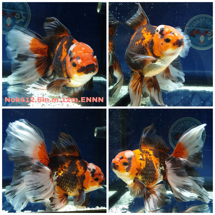 (NOK-412) Thai Super Jumbo Apache Orchid Tail Oranda 6.00 inch Body Male 9 Months Age