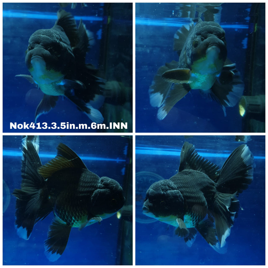 (NOK-413) Thai Black Oranda 3.50 inch Body Male 6 Months Age
