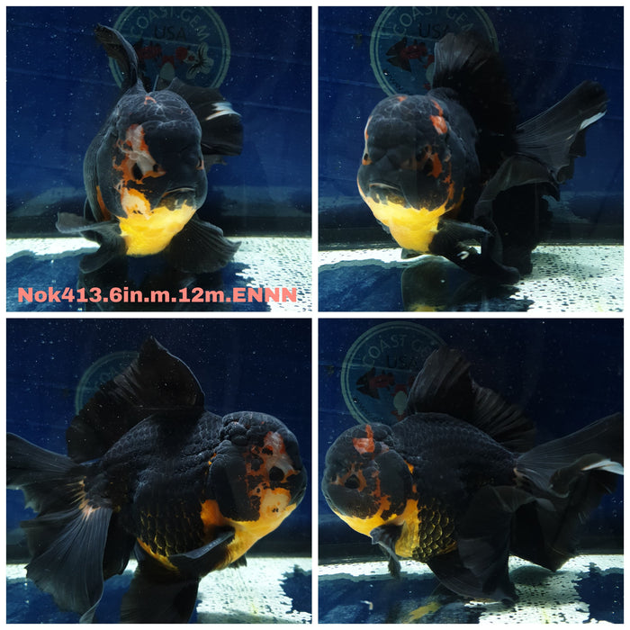 (NOK-413) Thai Super Jumbo Apache Orchid Tail Oranda 6.00 inch Body Male 12 Months Age