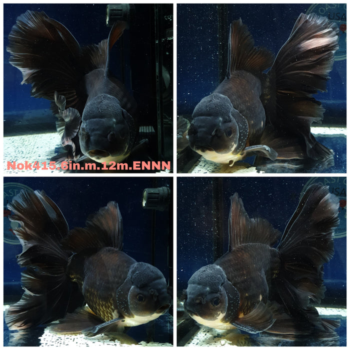 (NOK-415) Thai Super Jumbo Black Orchid Tail Oranda 6.00 inch Body Male 12 Months Age