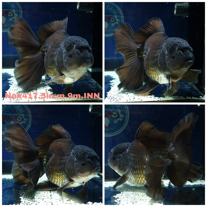 (NOK-417) Thai Jumbo Black Orchid Tail Oranda 5.00 inch Body Male 9 Months Age