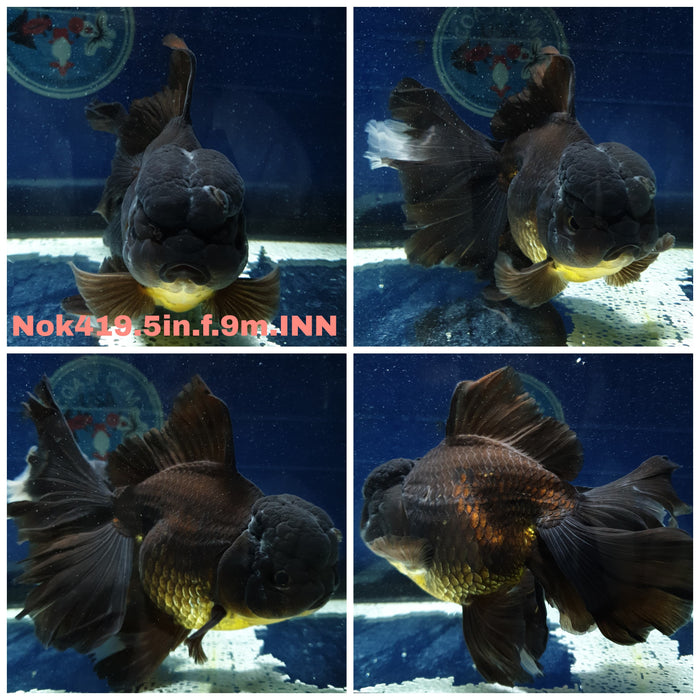 (NOK-419) Thai Jumbo Black Orchid Tail Oranda 5.00 inch Body Female 9 Months Age