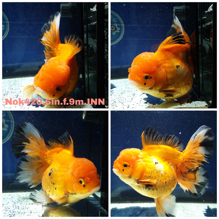 (NOK-420) Thai Jumbo Apache Orchid Tail Oranda 5.00 inch Body Female 9 Months Age