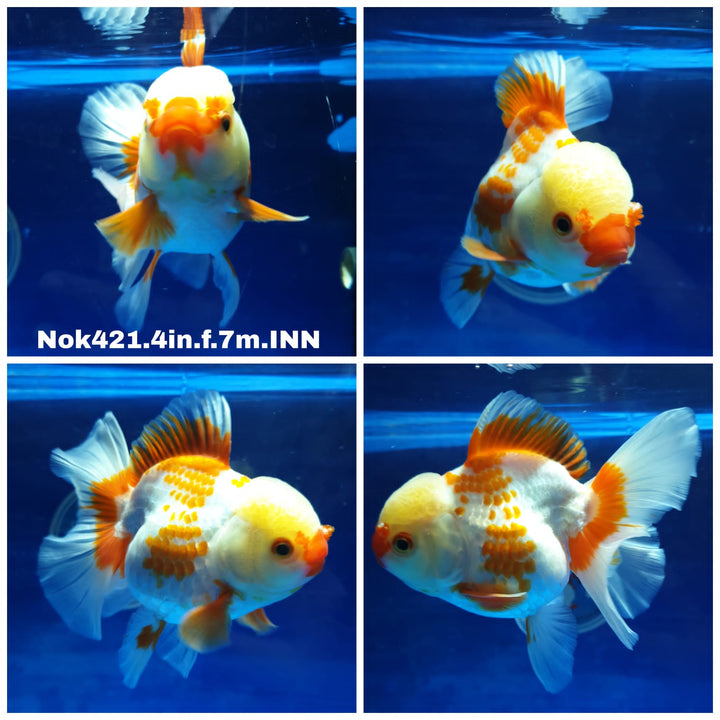 (NOK-421) Thai Red/White Oranda 4.00 inch Body Female 7 Months Age