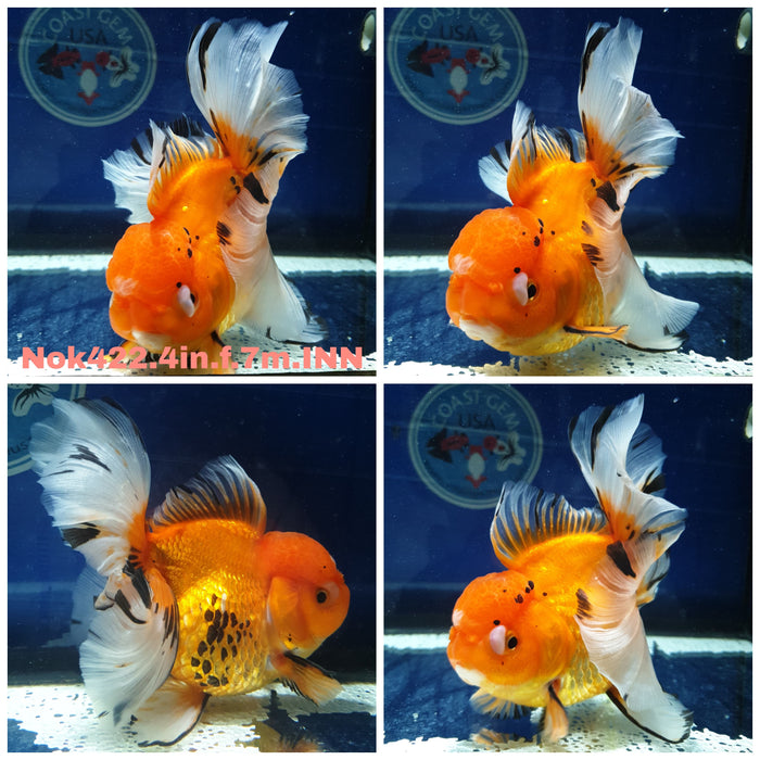 (NOK-422) Thai Apache Orchid Tail Oranda 4.00 inch Body Female 7 Months Age