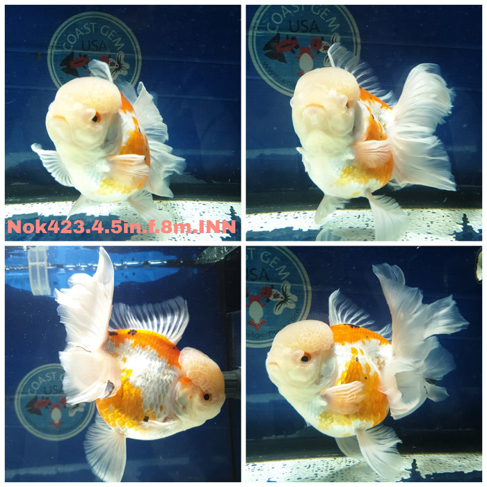 (NOK-423) Thai Jumbo Red/White Orchid Tail Oranda 4.50 inch Body Female 8 Months Age